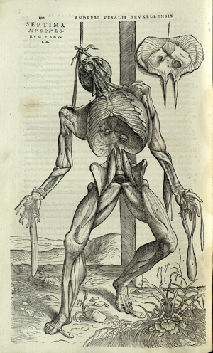 Septima musculorum tabula