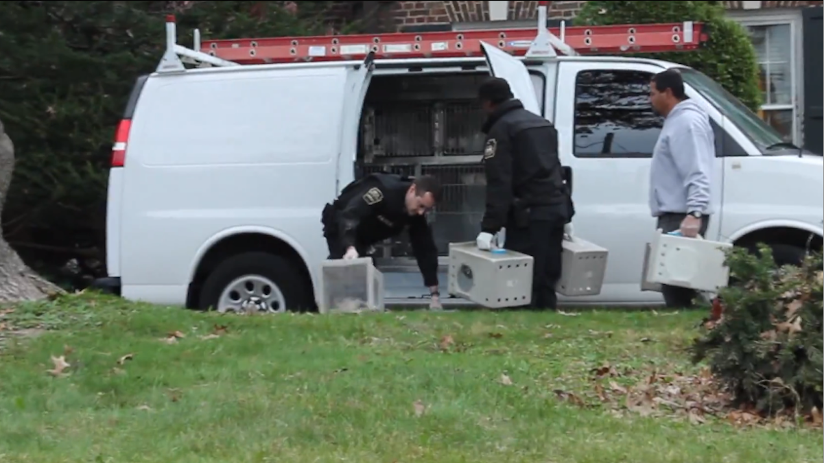  Cats are removed from the childhood home of Grace Kelly last Halloween. (Matthew Grady/WHYY) 