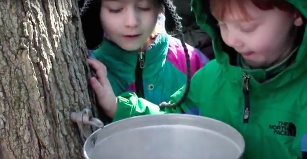 Check out the maple sugaring festival on Sunday. (NewsWorks file photo)