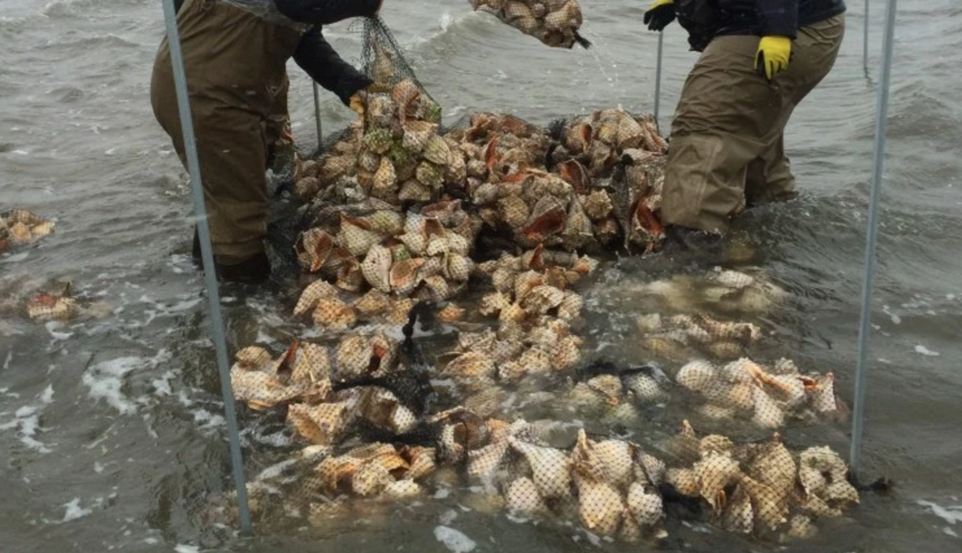 Volunteers adding whelk shell near-shore at Moores Beach in Maurice River Township  earlier this month. (Photo: Conserve Wildlife Foundation of New Jersey)