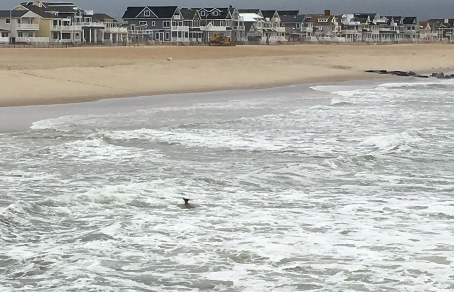 A deer swimming in the Atlantic Ocean off Manasquan this morning. (Photo: Adam Holloway)