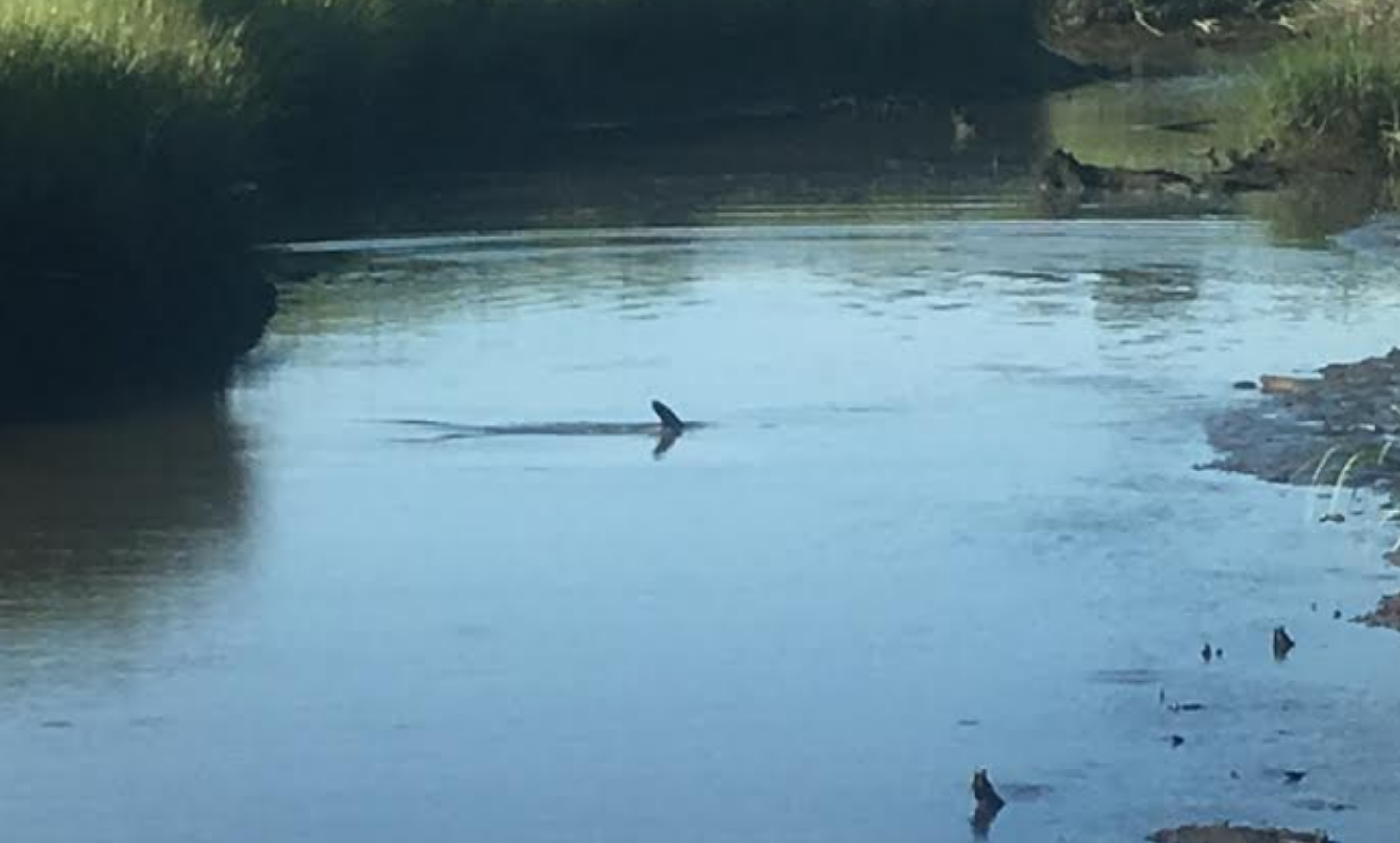 Image courtesy of the Marine Mammal Stranding Center.