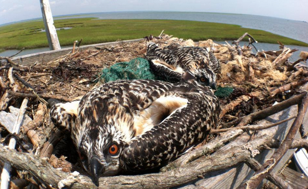  An osprey nest in Absecon. (Photo: Ben Wurst/New Jersey Osprey Project) 