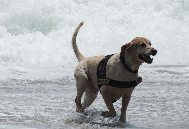  Evan, a seven-year-old Labrador Retriever, remains on duty at the Monmouth County Sheriff's Office despite his battle with cancer. (Photo courtesy of the Monmouth County Sheriff's Office) 