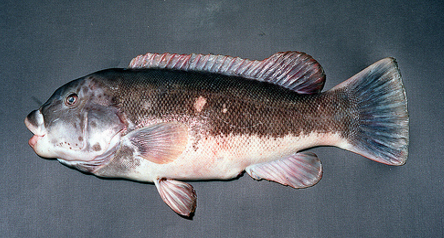  (Image: Virginia Institute of Marine Science) 