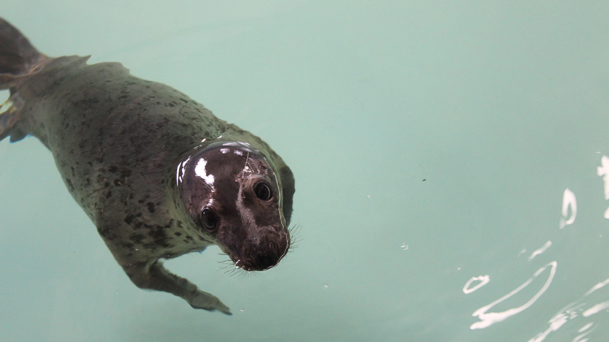 The Marine Mammal Stranding Center helps to heal the sick and injured marine mammals