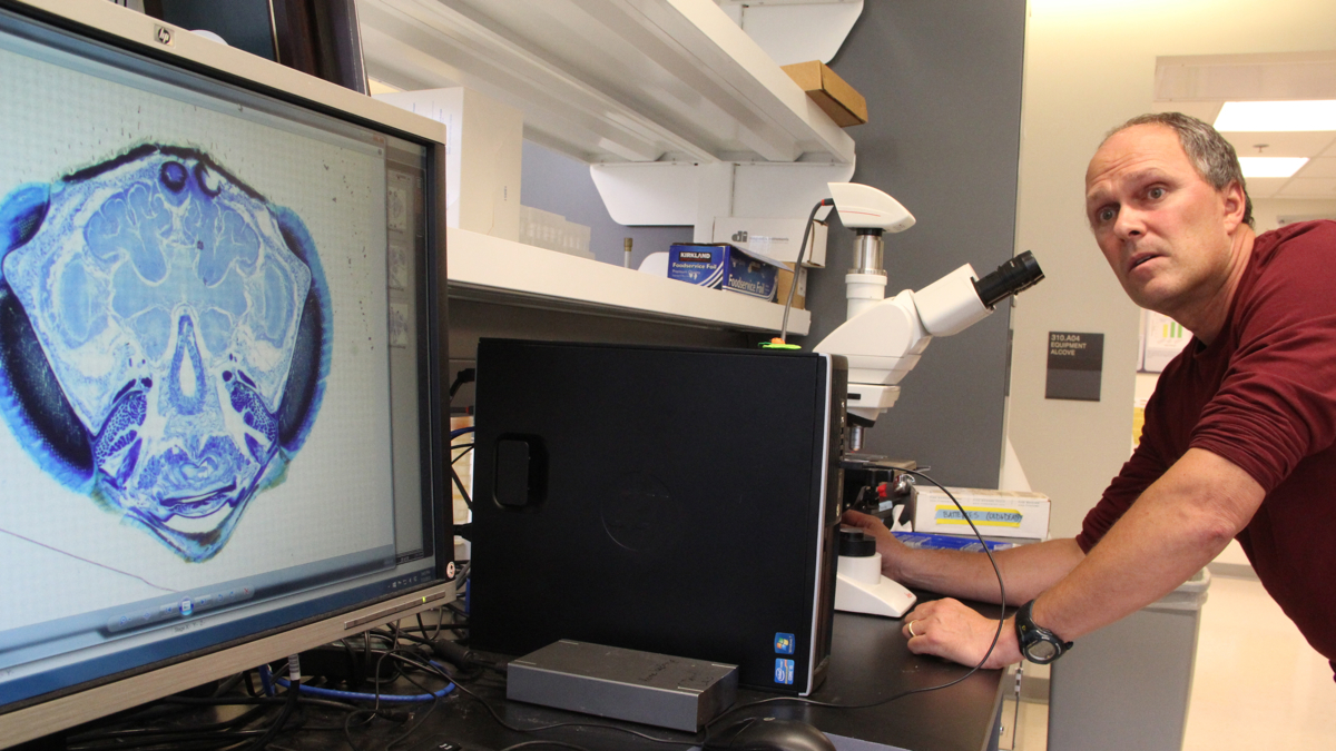 Drexel Professor Sean O'Donnell brings up a cross section of the brain of a social wasp. (Emma Lee/WHYY)