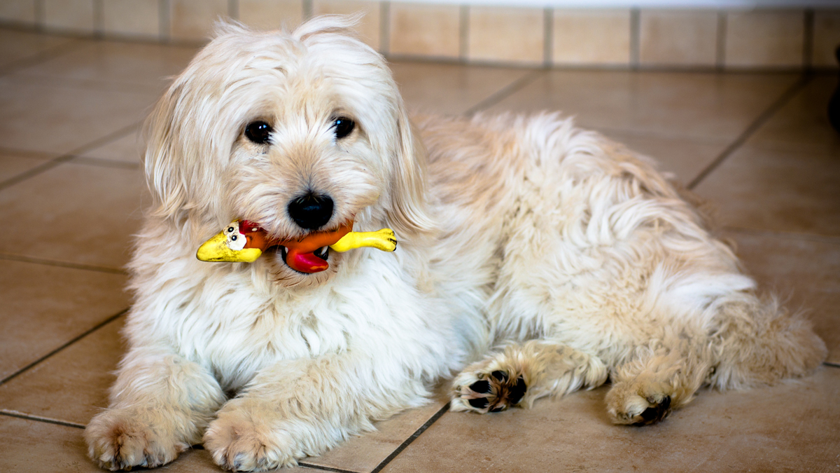  Pa. adds teeth to law regulating kennel conditions (<a href=