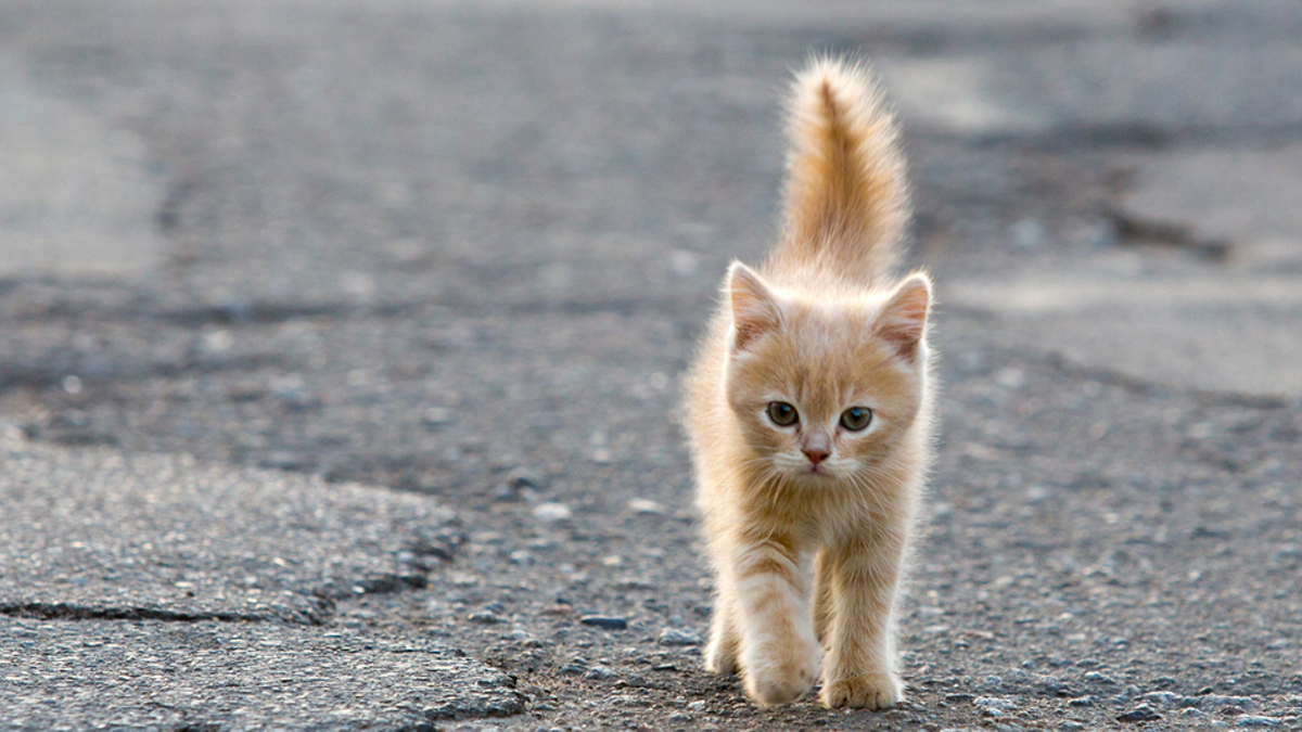 A $1 million grant will allow Philadelphia's Animal Care and Control Team to help control the city's population of cats.(<a href=
