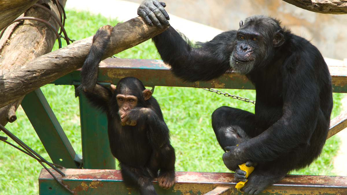  A father-and-son pair of chimpanzees sit on a structure at a zoo. (<a href=