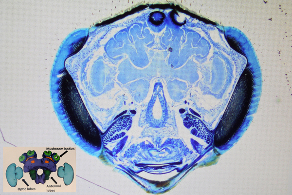 social wasp brain