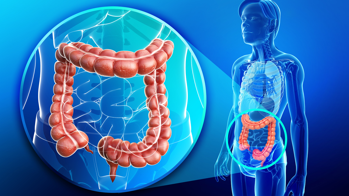  (<a href=“http://www.shutterstock.com/pic-206873113/stock-photo-illustration-of-human-large-intestine-anatomy.html?src=3Dq-EnUQkXgOC8JeK09OEA-1-12