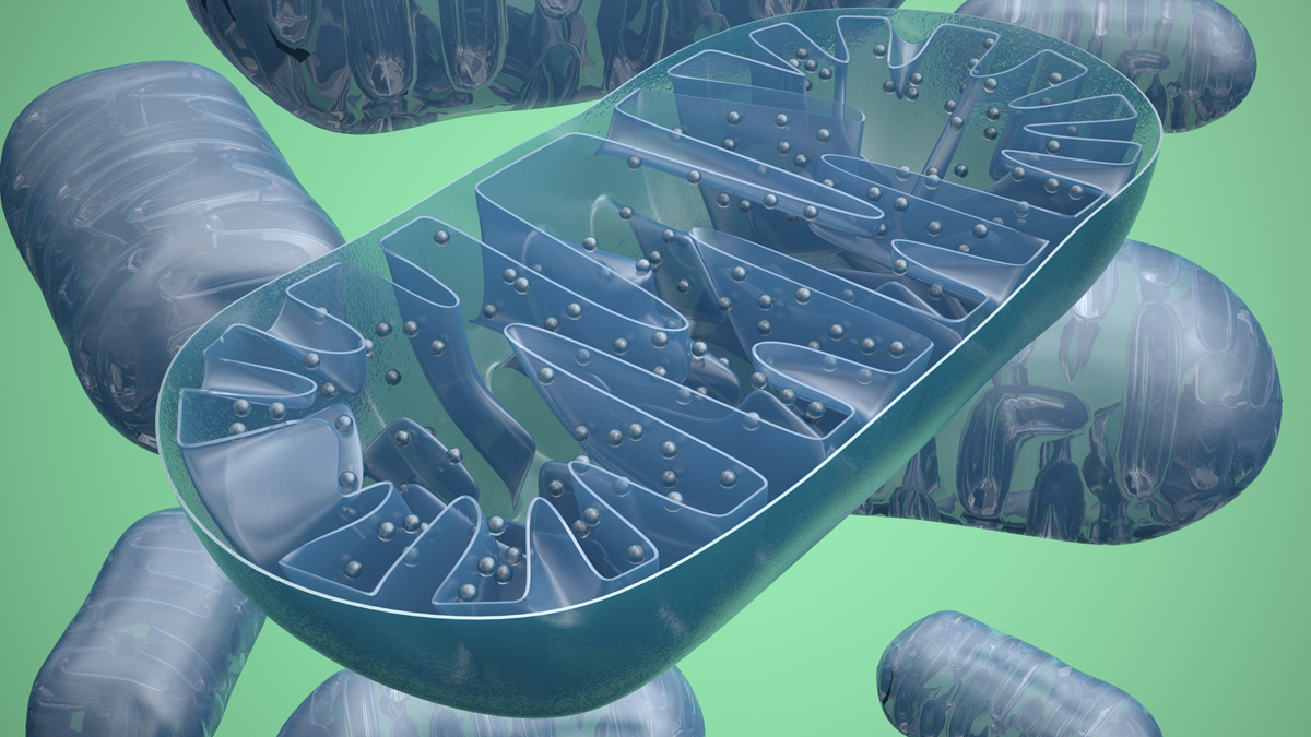  Mitochondria are membrane-bound cell organelles (mitochondrion, singular) that generate most of the chemical energy needed to power the cell's biochemical reactions. (<a href=