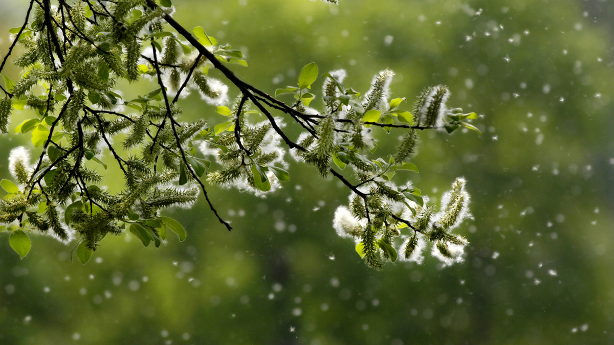  (<a href=“http://www.shutterstock.com/cat.mhtml?lang=en&language=en&ref_site=photo&search_source=search_form&version=llv1&anyorall=all&safesearch=1&use_local_boost=1&searchterm=pollen%20allergy&show_color_wheel=1&orient=&commercial_ok=&media_type=images&search_cat=&searchtermx=&photographer_name=&people_gender=&people_age=&people_ethnicity=&people_number=&color=&page=1&inline=29523859
