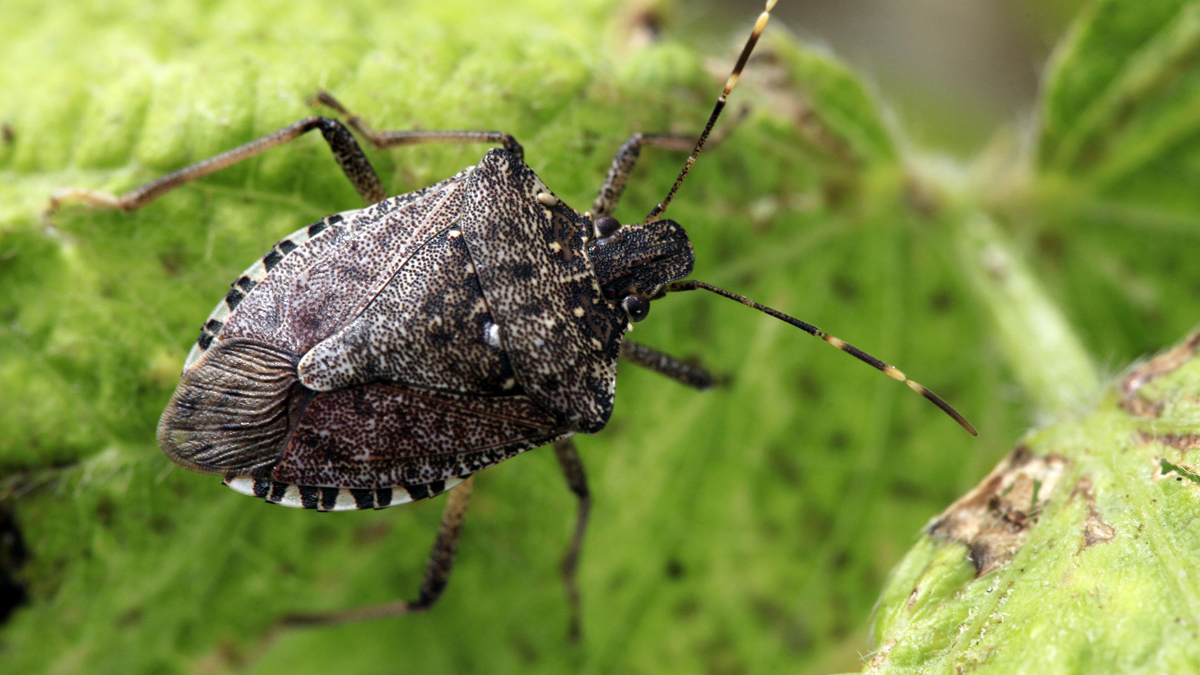  Stink bug (AP Photo/Matt Rourke) 