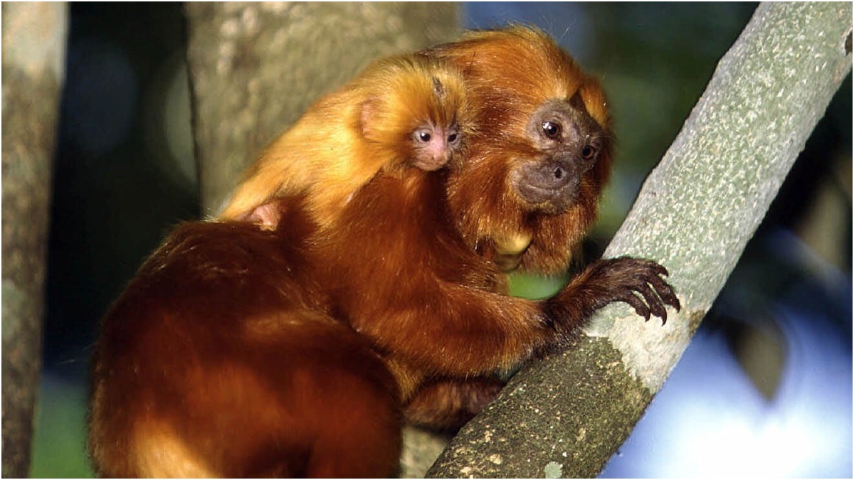  Golden lion tamarins (AP Photo/HO, Juan Pratingestos, World WildlifeFund Brazil) 