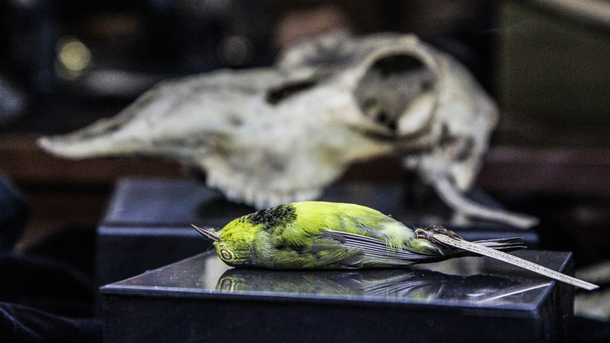 Rev. Bachman’s Warbler on display at the Academy of Natural Science’s The Clergy and the Academy’s Collections. (Kimberly Paynter/WHYY)