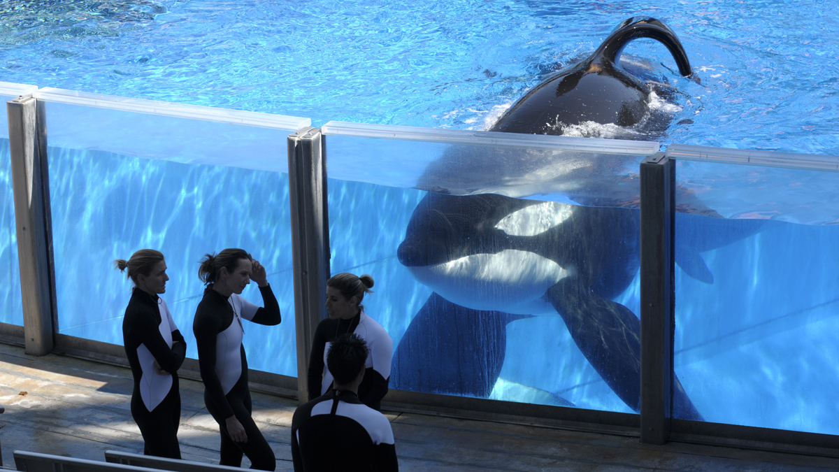  Orca Tilikum watches his trainers from a tank at Sea World's Shamu Stadium in Orlando, Fla.. (AP Photo/Phelan M. Ebenhack, file) 