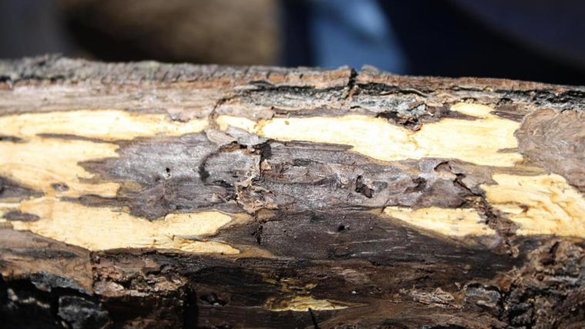 Thousand cankers disease makes its mark on black walnut trees. (Photo courtesy of Grant Jones)