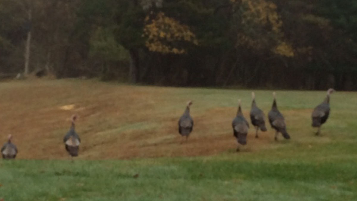  Wild turkeys forage in Wall Township, New Jersey. (Phil Gregory/WHYY) 