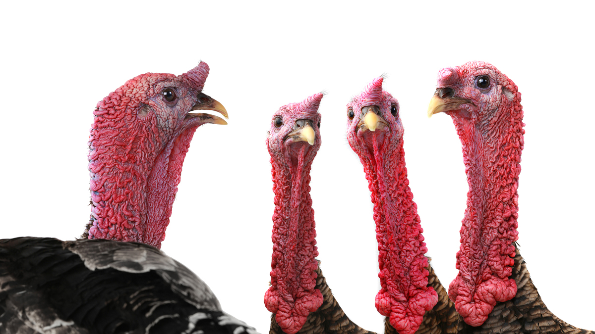 (<a href='http://www.bigstockphoto.com/image-152195636/stock-photo-portrait-turkeys-isolated-on-white-background%2C-studio-shot'>bazil8</a>/Big Stock Photo)
