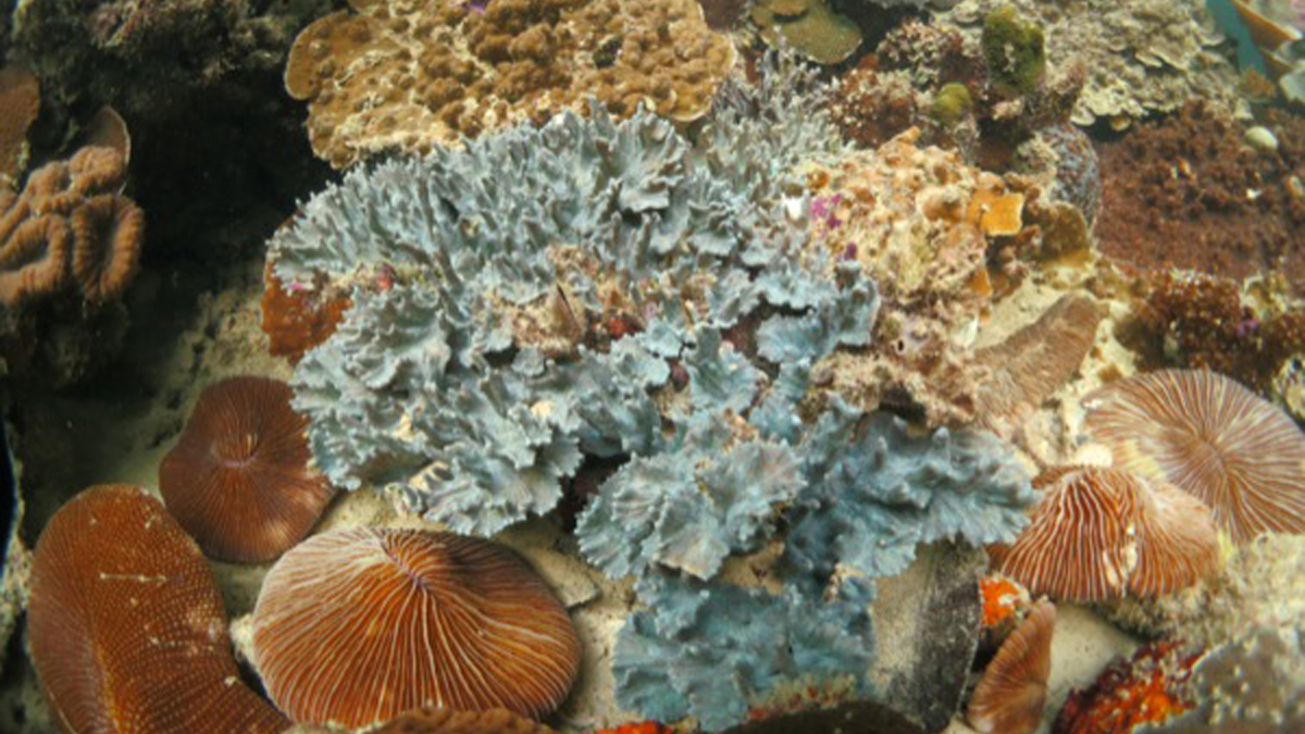  An underwater look at Nikko Bay, Palau, where many corals associated with S. trenchii, a stress-tolerant zooxanthellae alga found in coral communities across the Greater Caribbean. (Photo by Allison Lewis) 