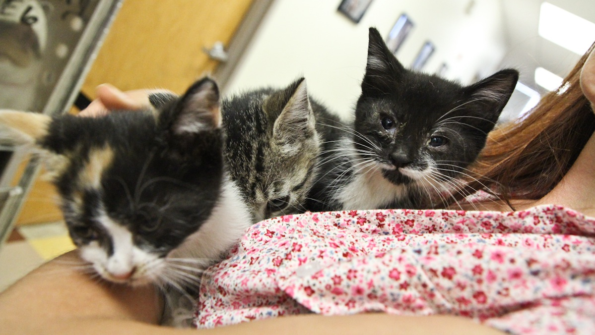  Buddy Amato,  chief of police for the Monmouth County SPCA, says pets are abandoned at this time of the year as people leave their Shore homes and rentals.Some of those pets will starve to death. (NewsWorks file photo) 