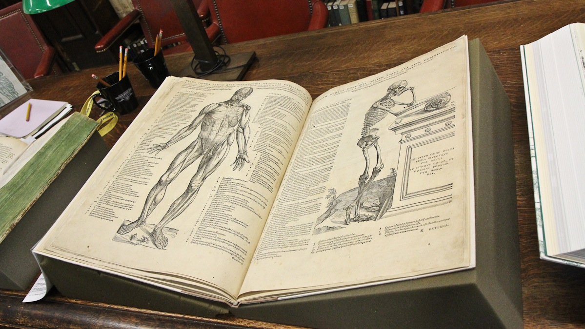  Andreas Vesalius published 'De humani corporis fabrica' in 1543. (Kimberly Paynter/WHYY) 