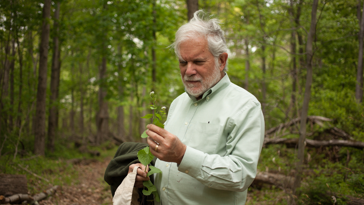  Steven Handel plucks garlic mustard, an invasive plant, on a visit to Hutcheson Memorial Forest. He says invasives are lessening the biodiversity of the forest. (Irina Zhorov/WHYY) 