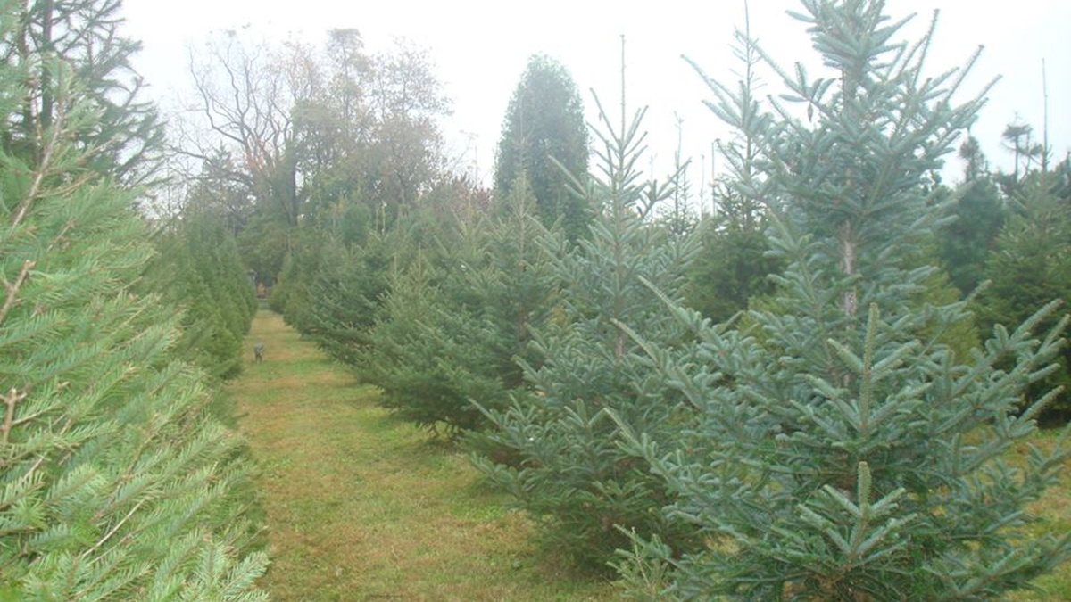 McCarthy Tree Farm in Middletown (McCarthy Tree Farm) 