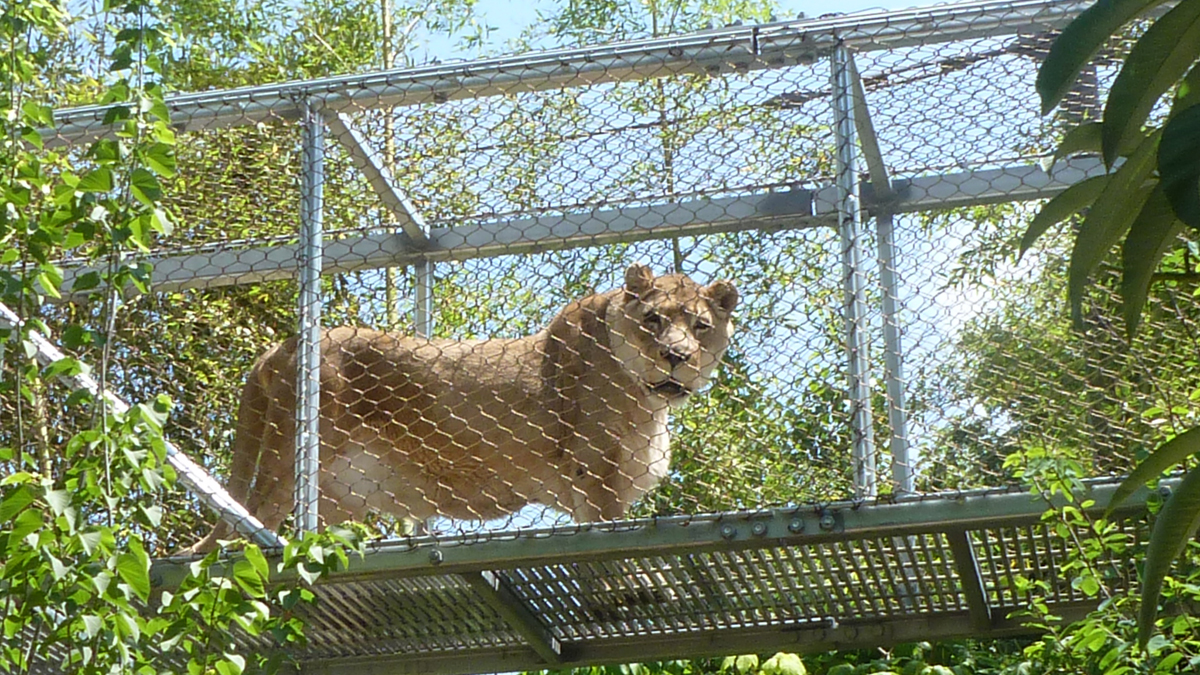 Philly Zoo's Zenda