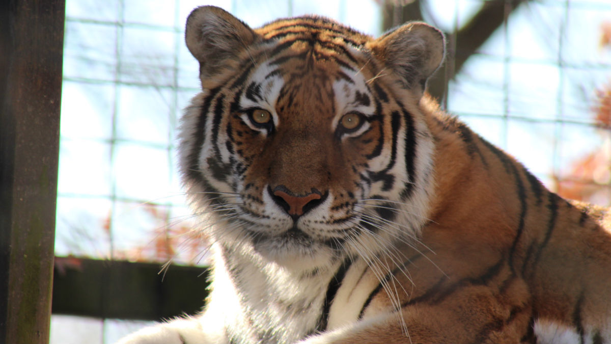 (photo courtesy Brandywine Zoo)