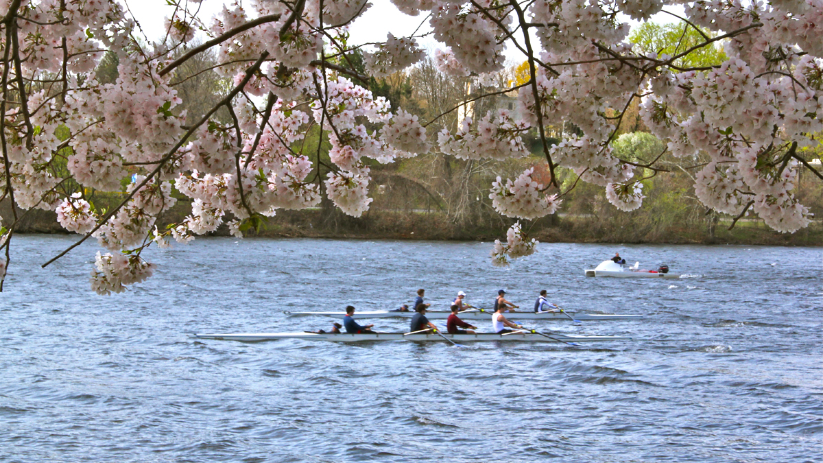  The Subaru Cherry Blossom Festival of Greater Philadelphia returns April 2-13.  (Emma Lee/for NewsWorks) 