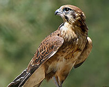 071114falcon