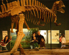 080714dino