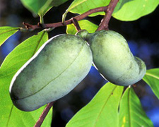 082015pawpaw