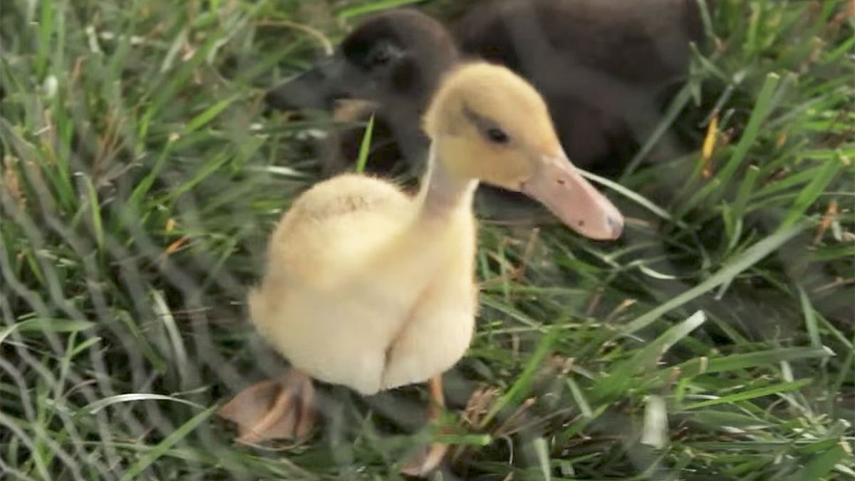 0 DUCK FOR FAIR