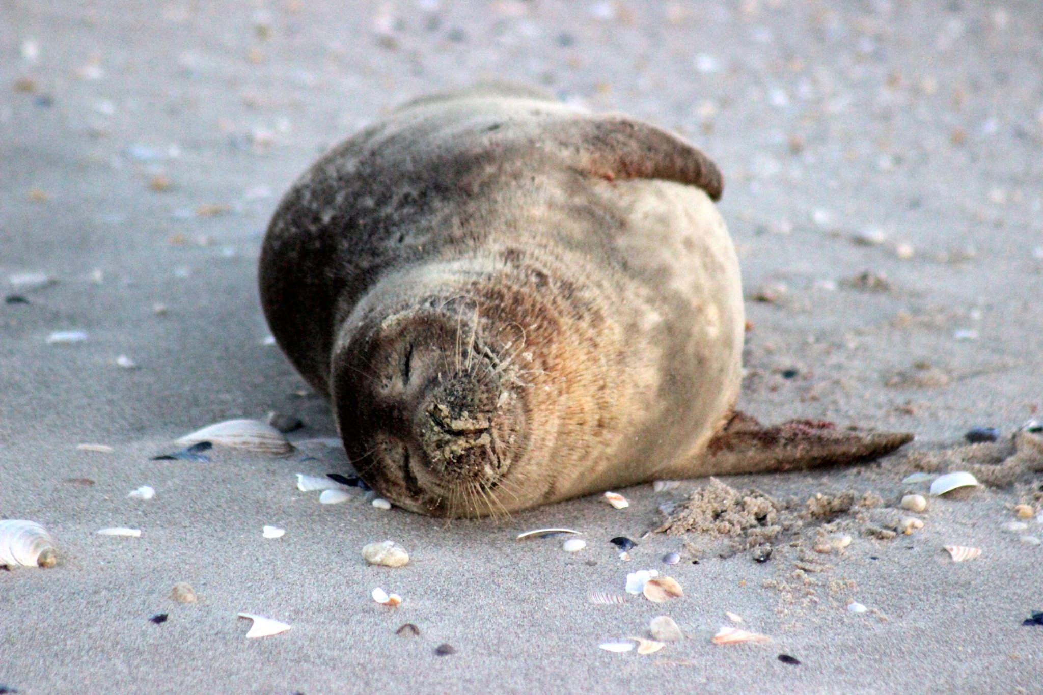 A harbor seal pup in Point Pleasant Beach in 2017. (Photo courtesy of Jerry Meaney/Barnegat Bay Island, NJ via Facebook) 