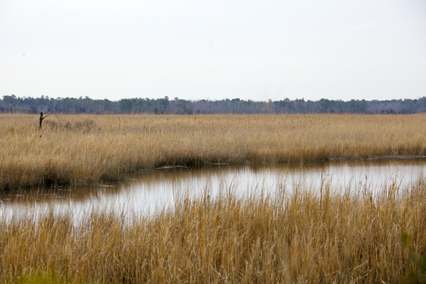 <p><p>The addition of land helps link the 56,000 acres of previously existing state wildlife lands around it. (Nathaniel Hamilton/for NewsWorks)</p></p>

