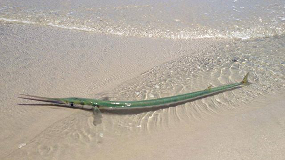  Housefish spotted on Island Beach State Park. (Photo courtesy of Kimberly Nagy-Lychock) 