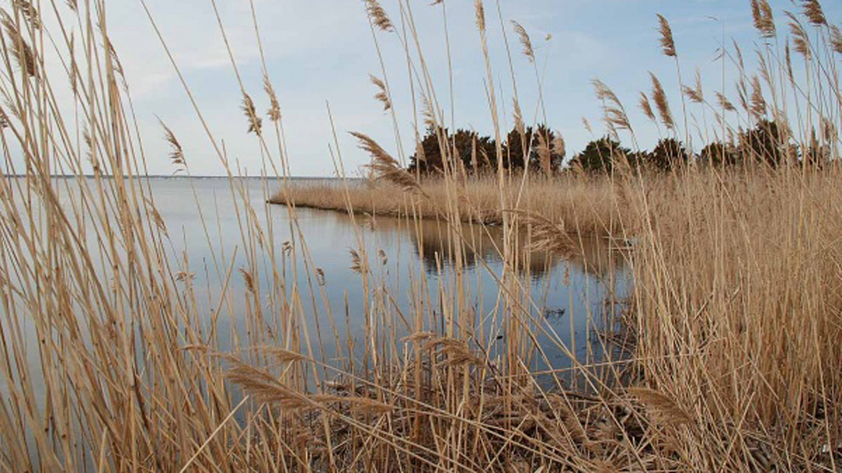  Island Beach State Park gives visitors a look at how the barrier island appears without commercial or residential development.(Sandy Levine/for NewsWorks) 