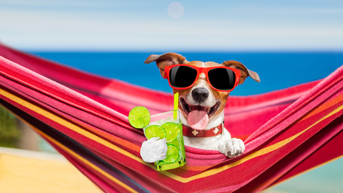 20160502-hammock-dog-