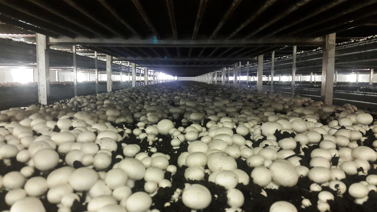  A bed of white Agaricus mushrooms in a southern Chester County mushroom house. (Laura Benshoff/WHYY) 