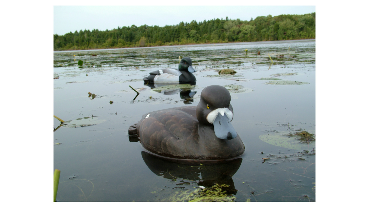  David Giannetto, Scaup Decoys - Delaware River Style (Drake and Hen) (2005), Jersey White Cedar wood and oil, weighted with lead, Courtesy of the Artist 