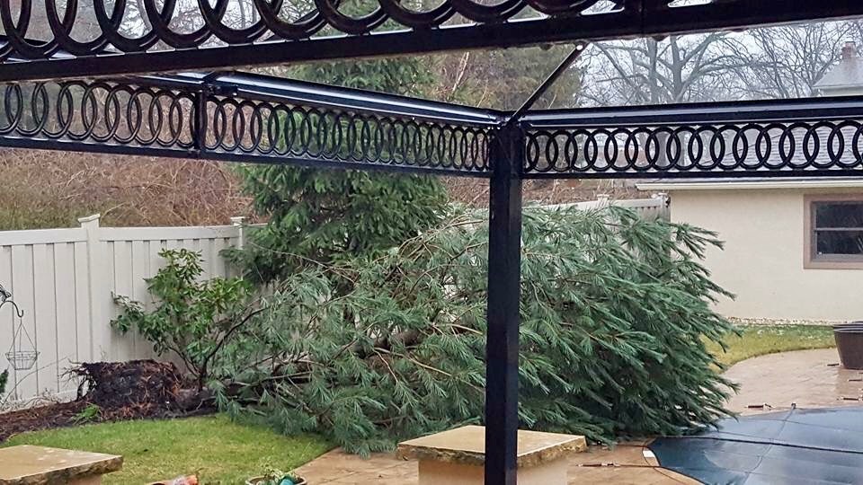  A downed tree in Toms River late this morning. (Image: Miriam Dracova Galis via JSHN) 