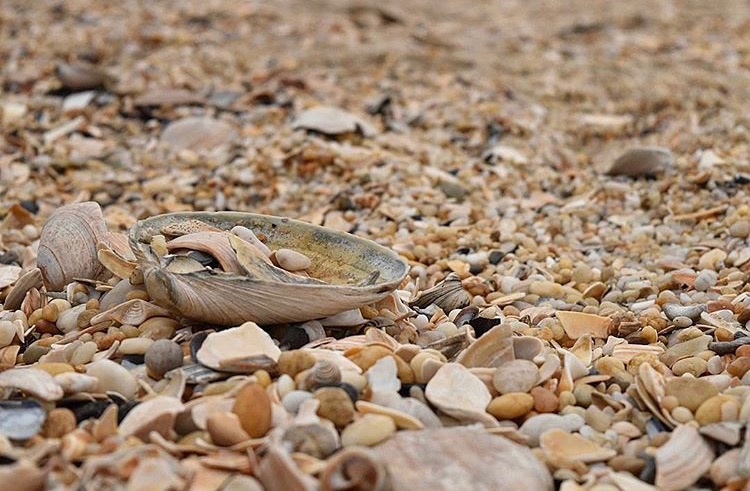  A mélange of seashells in Bay Head. (Image: @lifes_an_ocean_breeze as tagged #JSHN on Instagram) 