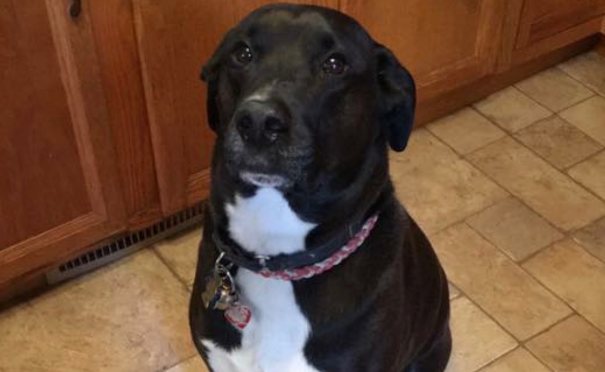  Marley jumped on his owner to alert him of a fire. (Image courtesy of Andree Zimerla via JSHN/Facebook) 