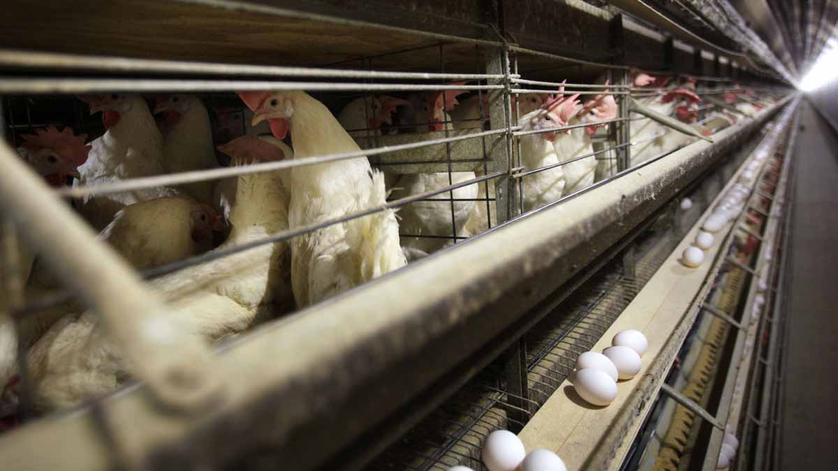 Chickens are visible standing in a cage.