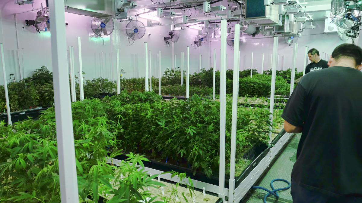  Caretakers oversee a grow room for medical marijuana at ShowGrow, a medical marijuana dispensary in Los Angeles. Pennsylvania officials Wednesday released a few more details of its medical marijuana. (Richard Vogel/AP Photo) 