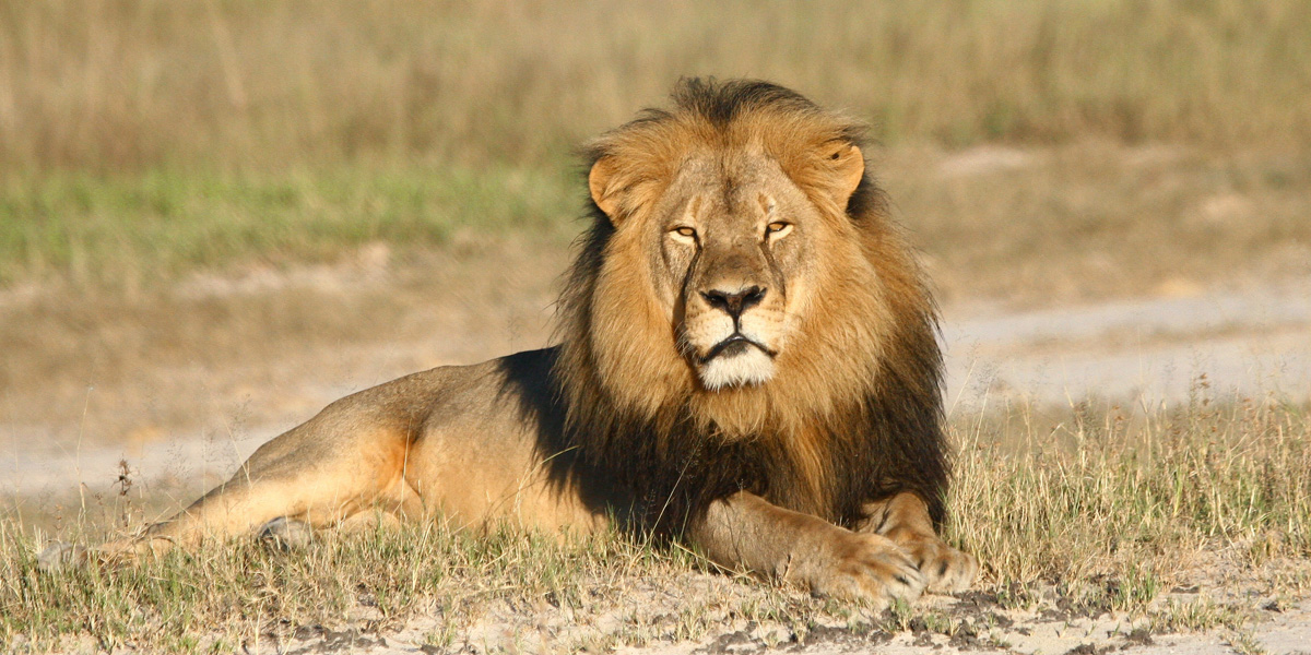  Cecil the lion rests in Hwange National Park in Hwange, Zimbabwe. The animal was killed by an American dentist who lured it into a kill zone. (Andy Loveridge/Wildlife Conservation Research Unit via AP) 